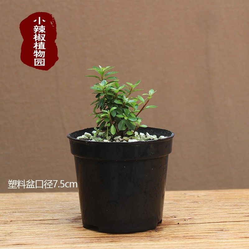 早乙女小町杜娟姬杜鹃花小叶绿植盆栽微型掌上盆景小老桩素材苗,淘宝优惠券,粉丝福利购,淘宝优惠卷