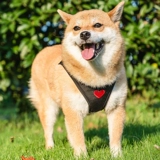 Корея ruppygallery Heart Series Pet Bare Dog Dog Traction Trowc