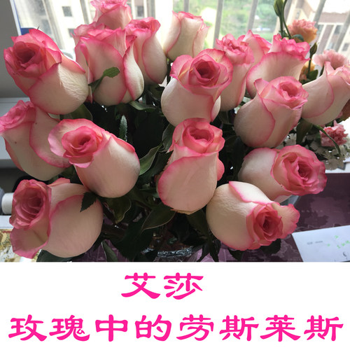 鲜花花束云南直发基地玫瑰花速递同城蜜桃雪山香槟水养教师节礼物 - 图0