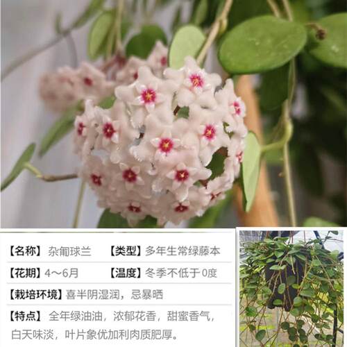球兰花盆栽大苗垂吊铃兰多季开花卉室内爬藤攀援多年生耐阴 - 图0