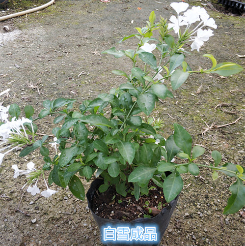 超凡白红蓝雪花卉老桩绿植盆栽耐热木本冬季四季室外阳台庭院垂吊 - 图3