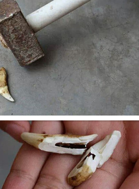 牙齿挂件随身饰品吊坠