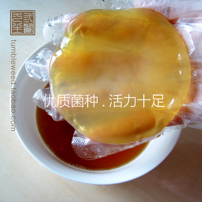 Kombucha Scoby 正宗红茶菌母菌种 康普茶菌 海宝胃宝菌种