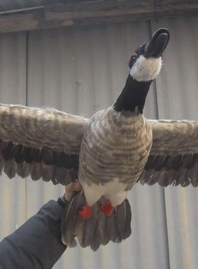 大雁南飞橱窗生态园拍摄羽毛摆件