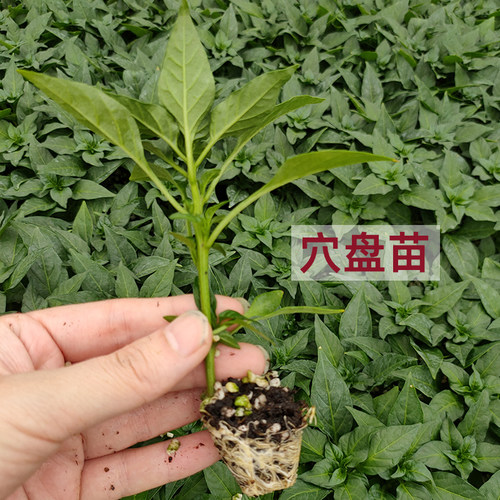 辣椒苗带土秧苗寿禾樟树港小米朝天椒二荆条四季螺丝椒七彩椒批发 - 图0