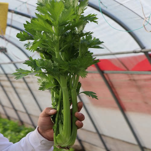美国文图拉西芹种子高产芹菜种籽 西芹菜籽种 春秋季播蔬菜苗秧 - 图3