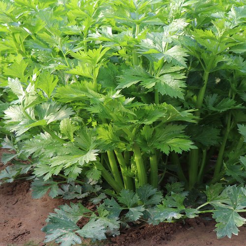 美国文图拉西芹种子高产芹菜种籽 西芹菜籽种 春秋季播蔬菜苗秧 - 图2
