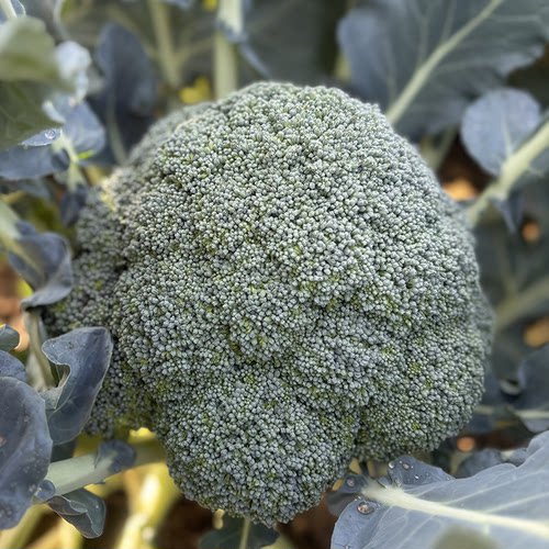 西兰花种子秧苗花菜青菜花种籽菜花四季苗西蓝花蔬菜春秋秧 - 图1