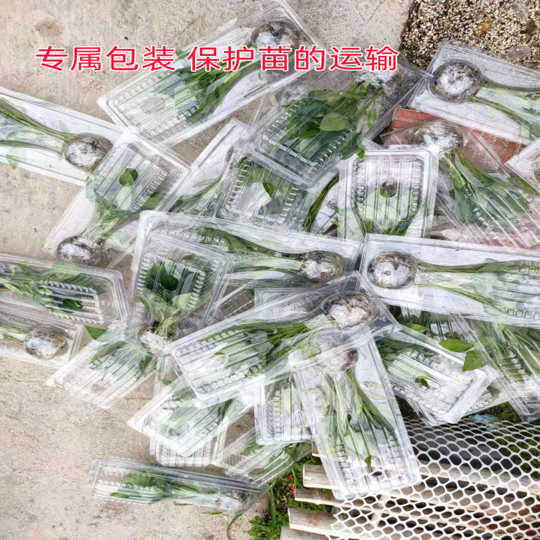 寿光当季蔬菜苗生菜秧芹菜空心菜带根韭菜四季盆栽阳台菜带土球秋