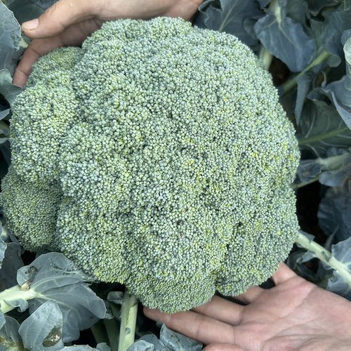西兰花种子秧苗花菜青菜花种籽菜花四季苗西蓝花蔬菜春秋秧 - 图2