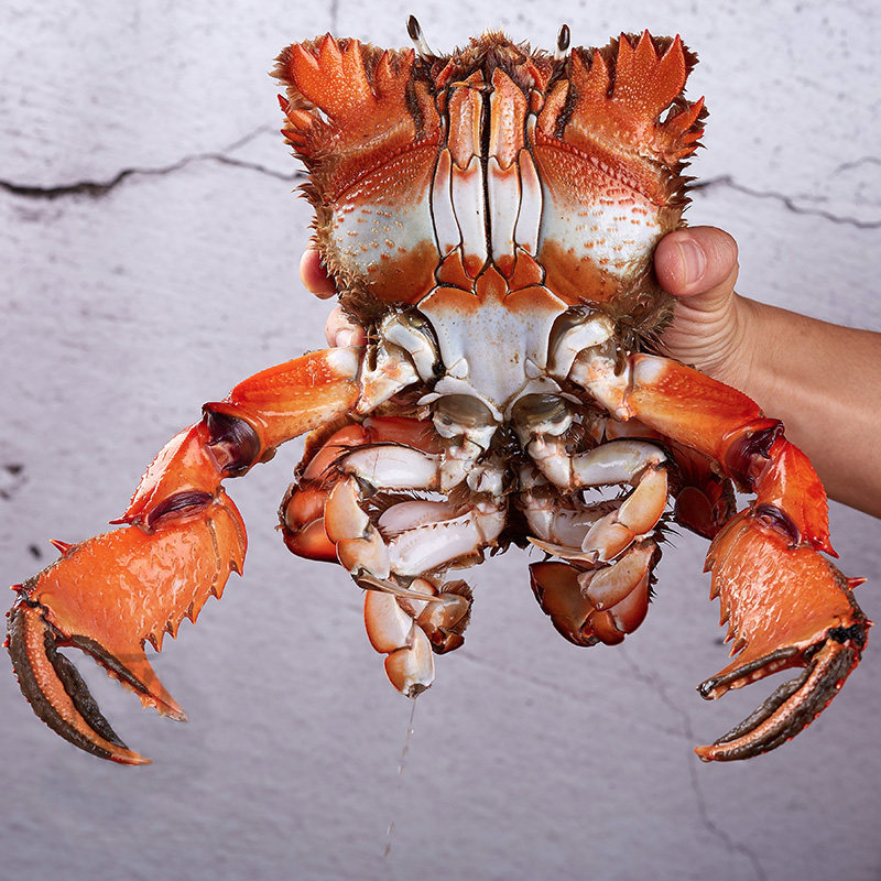 老虎蟹3只装400-500g/只贵妃蟹特大海鲜冷冻水产咖啡蟹红螃蟹特大,淘宝优惠券,粉丝福利购,淘宝优惠卷