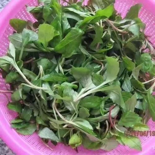 野生马兰头种子食用野菜四季播易种鸡毛菜菜园阳台盆栽马齿苋种子 - 图1