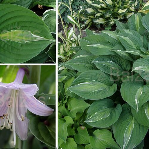 已经发芽长叶 玉簪新品3 分株苗 多年生宿根耐阴植物  10cm盆栽苗 - 图0