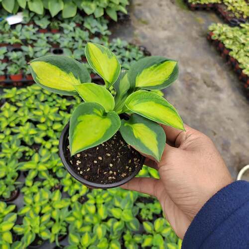 已发芽长叶 玉簪  新品链接2 多年生宿根耐阴观叶植物10cm盆栽苗 - 图3