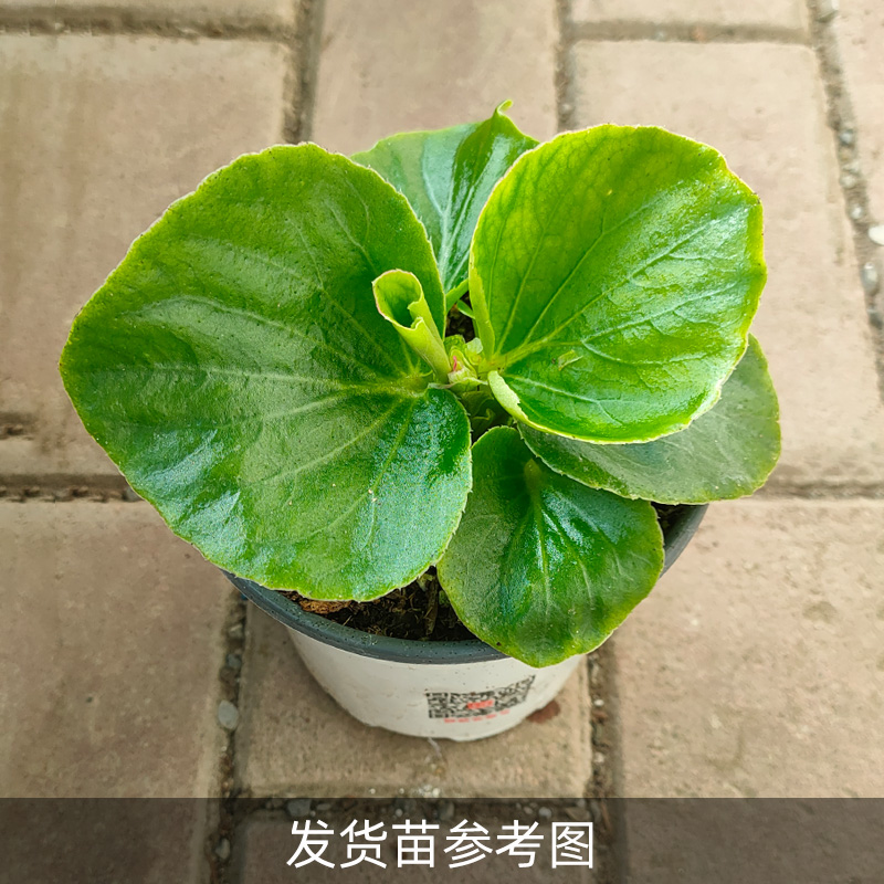 四季重瓣海棠花苗花种子苗花卉盆栽阳台花卉庭院绿植四季开花-图1