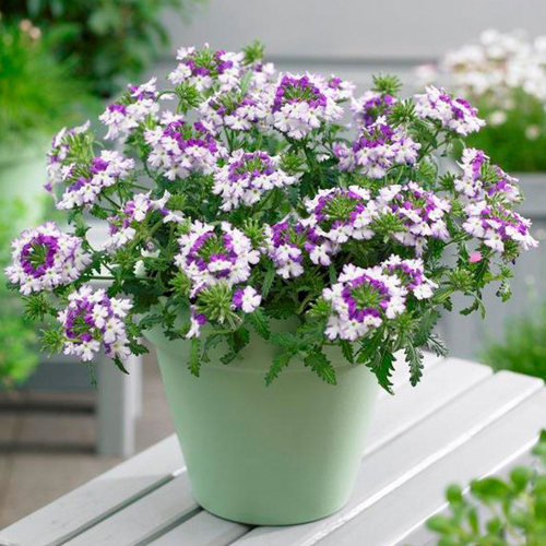 美女樱大苗种子孑籽苗花苗垂吊细叶小苗开花盆栽阳台庭院冬季 - 图0