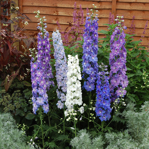 大花飞燕草花苗种子穴盘苗大苗盆栽小花重瓣北极光四季开花庭院 - 图2