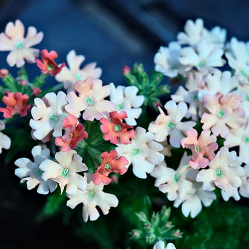 美女樱大苗种子孑籽苗花苗垂吊细叶小苗开花盆栽阳台庭院冬季 - 图1