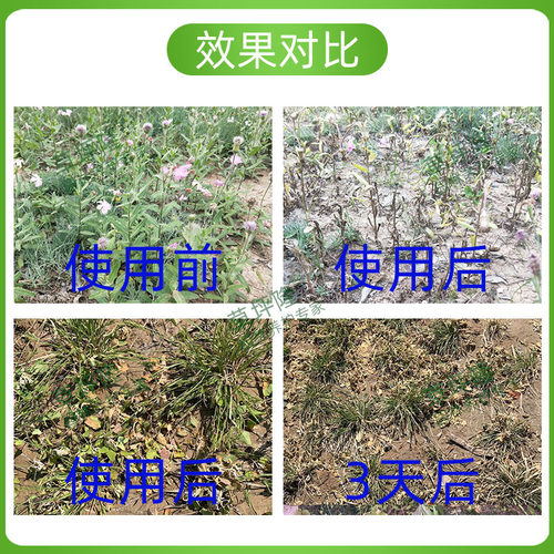 草坪隆恶立阔除草二氯吡啶酸草坪恶性阔叶杂草清专用杀草剂除草剂 - 图1