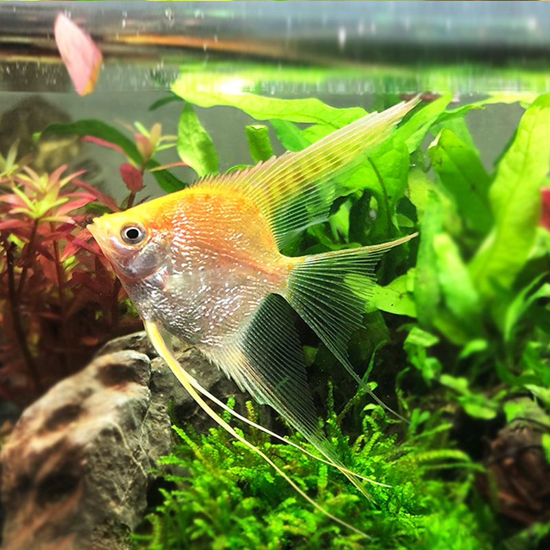 长翅金仙神仙水族鱼缸热带鱼观赏鱼燕鱼红头玻璃钻石仙胎生孔雀鱼 - 图1