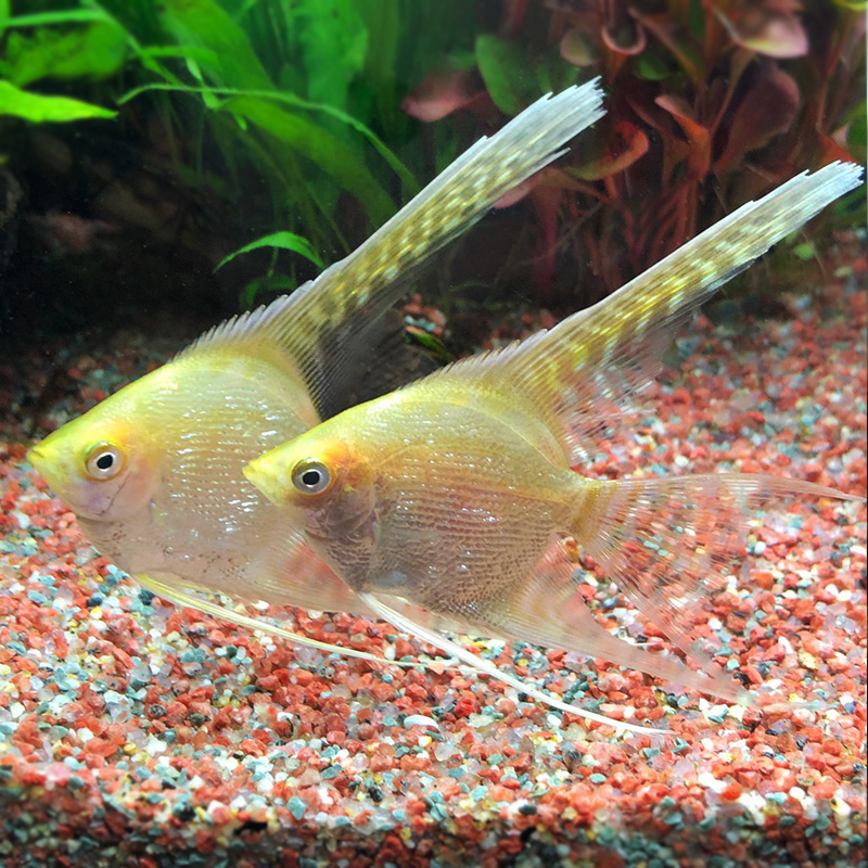 长翅金仙神仙水族鱼缸热带鱼观赏鱼燕鱼红头玻璃钻石仙胎生孔雀鱼 - 图2