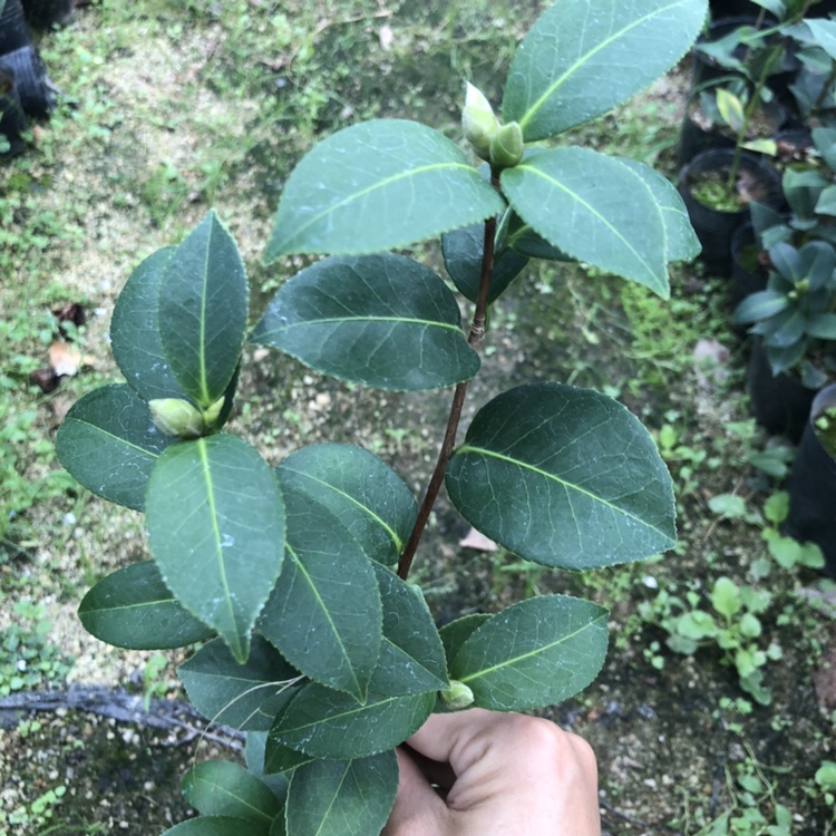 斑水屋纯色水屋茶花带花苞树苗花卉盆栽产地直销人气包邮