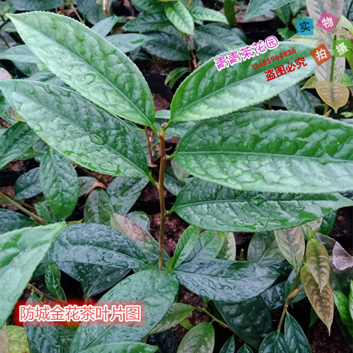 金茶花苗凹脉防城四季金花茶植界大熊猫花卉盆栽壮苗产地直销包邮