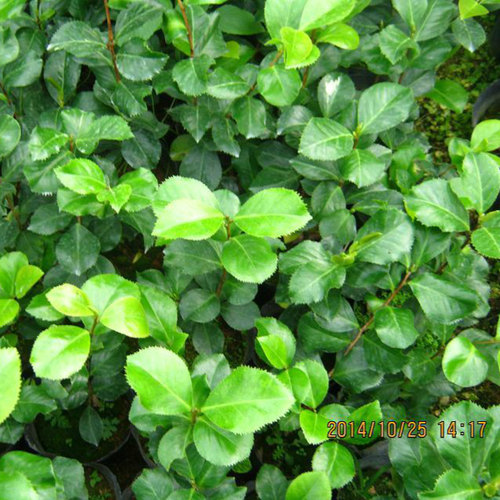 新品种稀有珍贵茶花 【诗梦】又名文星奇茶花 花开复色 花叶共赏 - 图1
