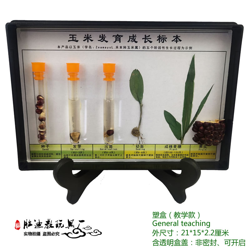 幼儿园教学动植物标本生物科学发现室材料水稻发育成长昆虫生活史