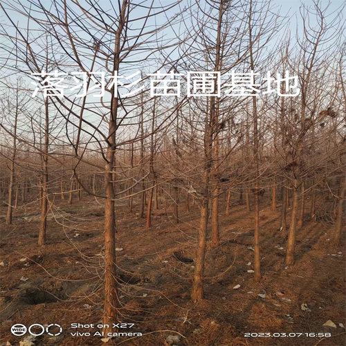 池杉小苗落羽杉树苗庭院道路农田护坡占地水边大型四季常青杉树苗 - 图2