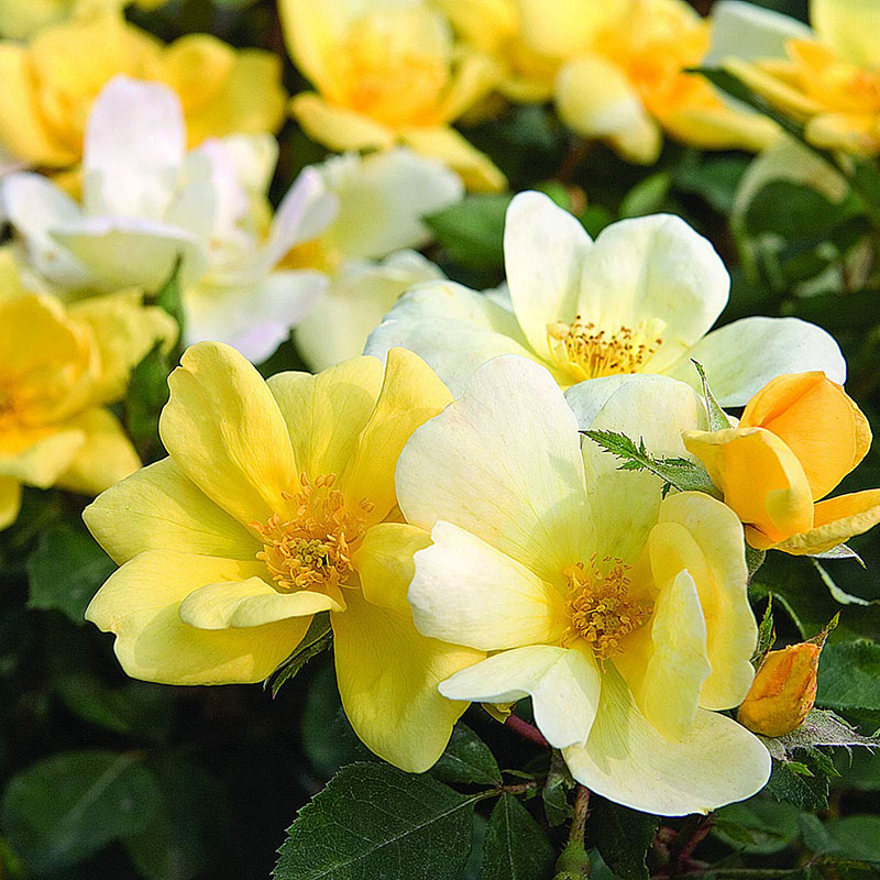 小鼹鼠园艺家月季阳光绝色佳人ADR金色多头丰花低维护好养,淘宝优惠券,粉丝福利购,淘宝优惠卷