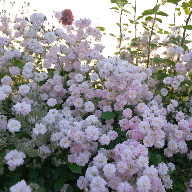 小鼹鼠园艺家爬藤月季花苗呼吸香水藤本清新浓香多头开花秋季多花,淘宝优惠券,粉丝福利购,淘宝优惠卷