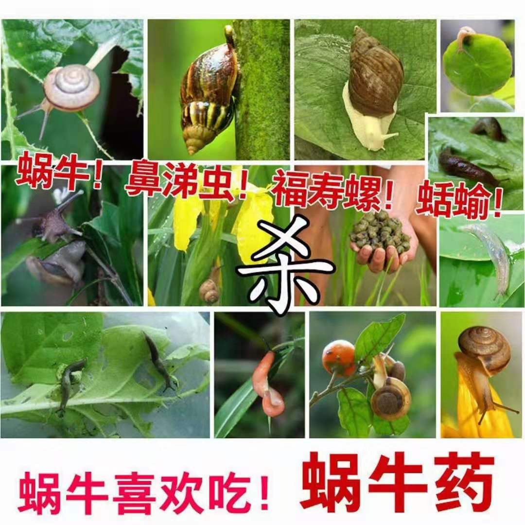 杀蜗牛药螺丝鼻涕虫田螺蛞蝓软体虫杀虫剂灭蜗牛的药福寿螺克星 - 图2