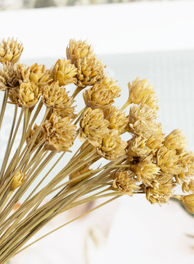 进口干花永生花拍照装饰小清新