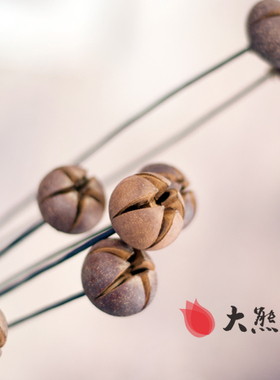 含笑创意摆设客厅装饰植物干花