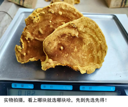 正宗鹅蛋黄野生西藏桑树桑黄一斤金边桑黄森林黄金新品散装包邮 - 图2