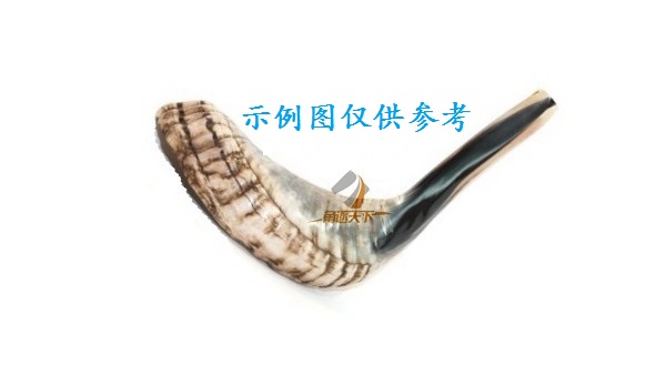 上海以色列天然真公羊角号角rams horn shofar 小号羊角号 - 图2