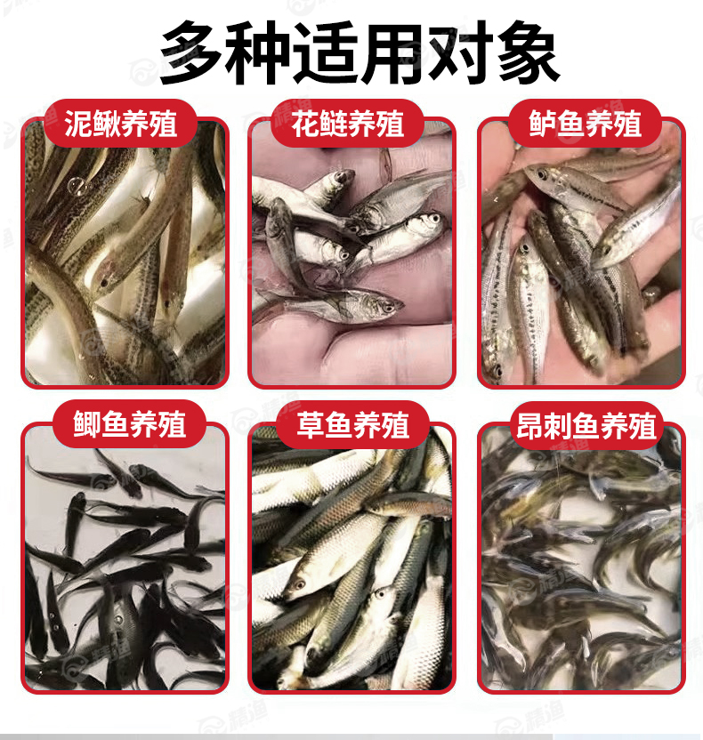 精渔 鱼苗粉料投料桶 泥鳅苗粉料桶 花鲢大头粉料机鲈鱼粉料喂食 - 图3