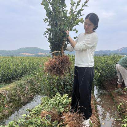 江西嫁接高产油茶苗 长林系中大油茶树苗 杂交良种白花红皮果茶子 - 图0