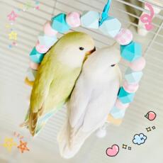 Качели 马龙色门钚∧裼闷酚眠鸟玩具鹦鹉淖η锴灯で锴窳