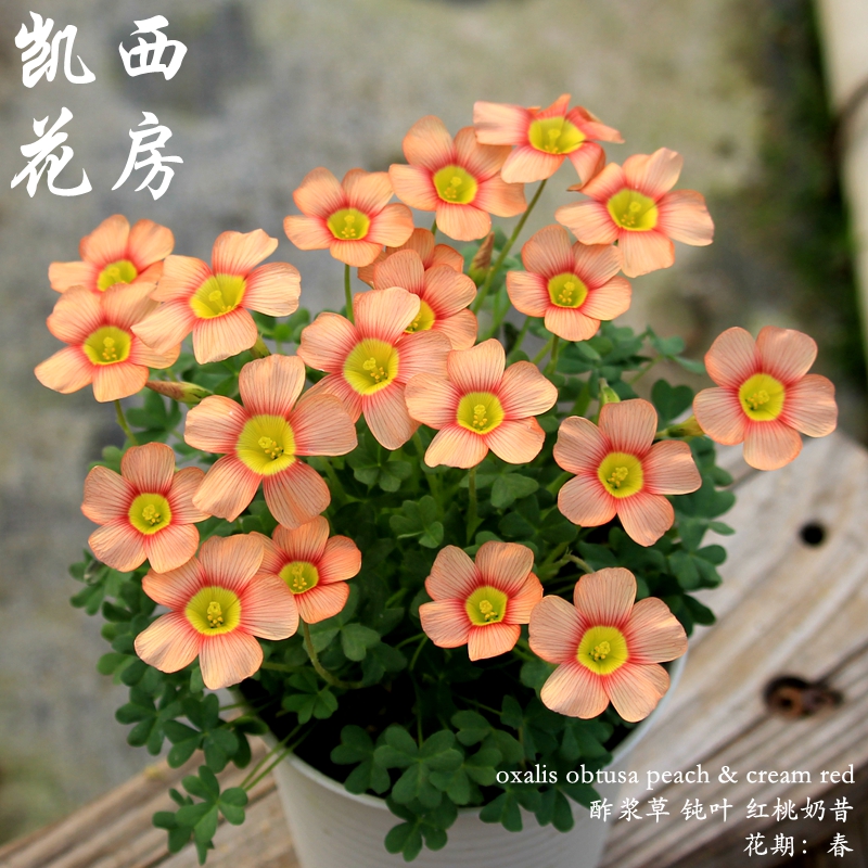 7月发货钝叶酢浆草种球-OB系列第1组 oxalis obtusa-图3