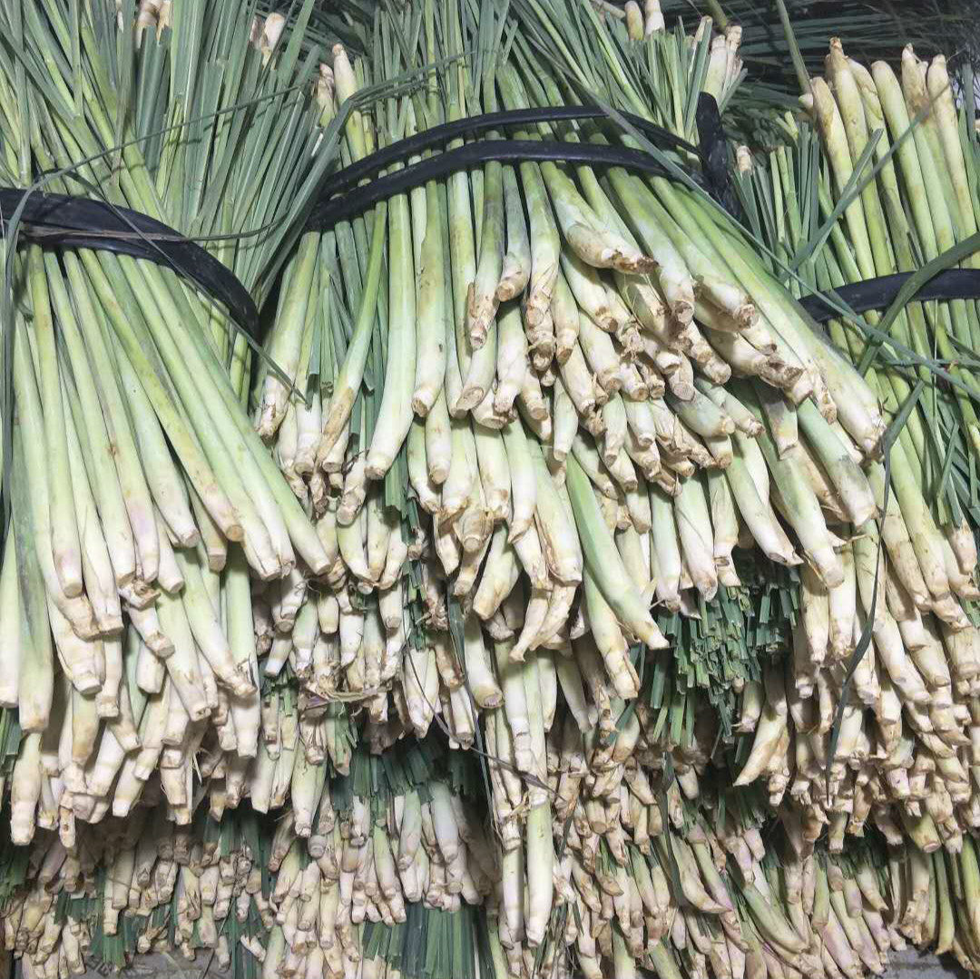 新鲜香茅草 柠檬香茅草烤鱼烤螺泰式冬阴功汤材料蔬菜500g  包邮,淘宝优惠券,粉丝福利购,淘宝优惠卷