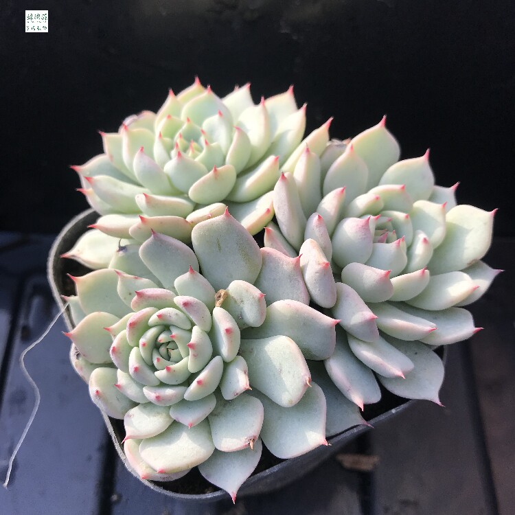 红爪多肉植物杂交新品