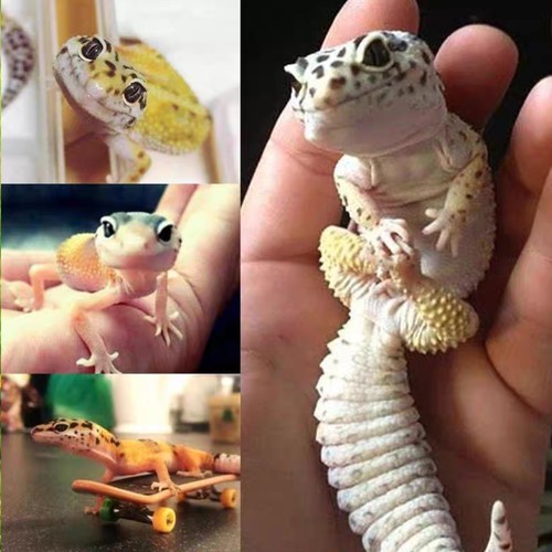 豹纹守宫蜥蜴宠物活体新手入门级网红爬宠温顺易养阳光蜜橘银河 - 图2