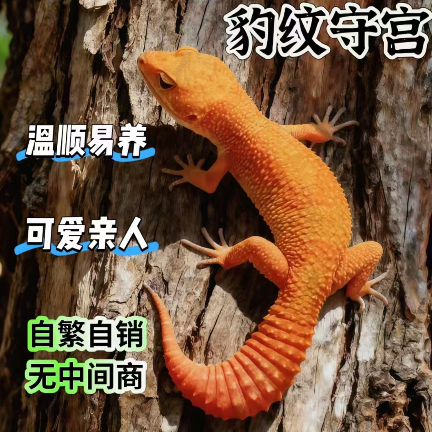豹纹守宫蜥蜴宠物活体新手入门级网红爬宠温顺易养阳光蜜橘银河,淘宝优惠券,粉丝福利购,淘宝优惠卷