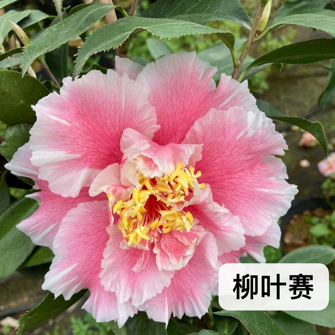 23年新品柳叶赛牡丹大花粉色热卖稀罕勤花易养易开包活品种保证,淘宝优惠券,粉丝福利购,淘宝优惠卷