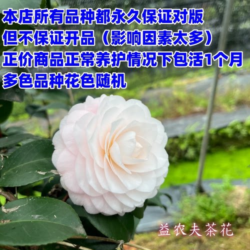 26年益农夫新品软风茶梅日系单瓣带香味肉粉色花卉盆栽绿植 - 图1