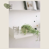 Dolv Bean Green Jade Lover Leats Tears Pearl Spider Plaint Plaint Plant Сочные растения на рабочие столы балкон зеленые растения хорошие горшки