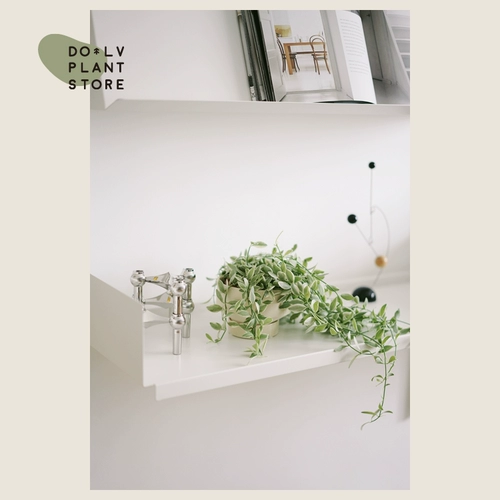 Dolv Bean Green Jade Lover Leats Tears Pearl Spider Plaint Plaint Plant Сочные растения на рабочие столы балкон зеленые растения хорошие горшки