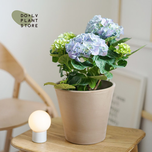 DOLV 豆绿 梦幻绣球花 荚蒾雪球 无尽夏梦幻浪漫开花家居庭院植物 - 图3